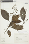 Psychotria pongoana image