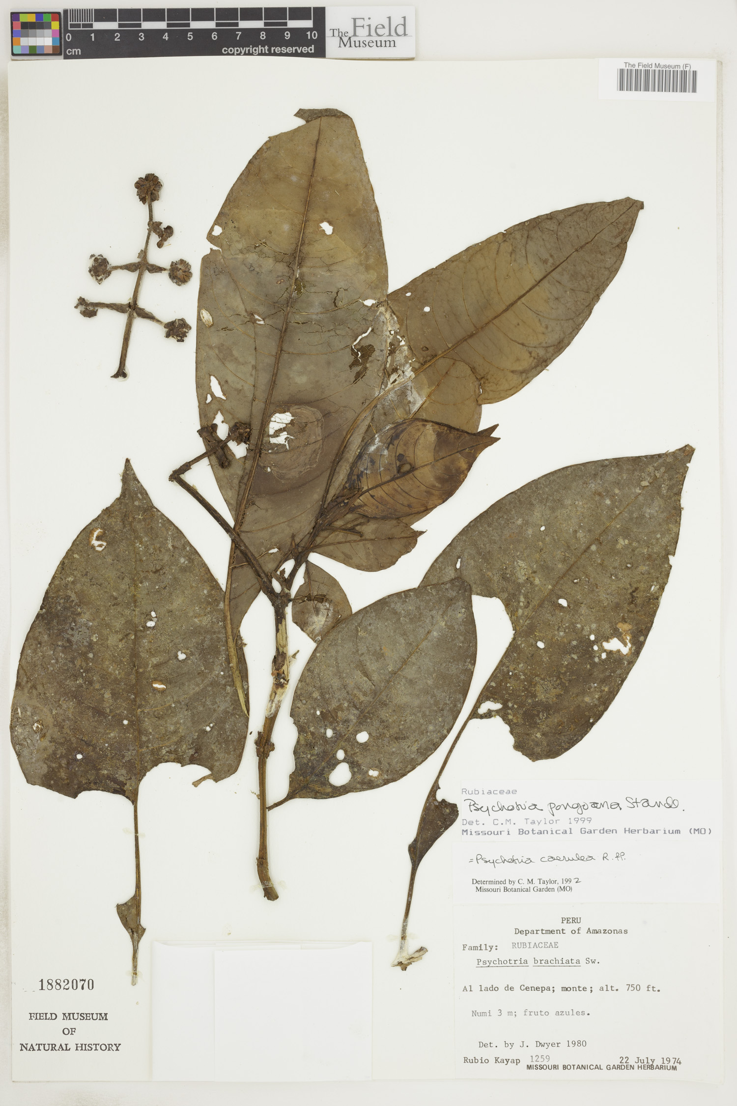 Psychotria pongoana image
