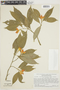 Psychotria potaroensis image