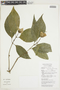 Psychotria rosea image