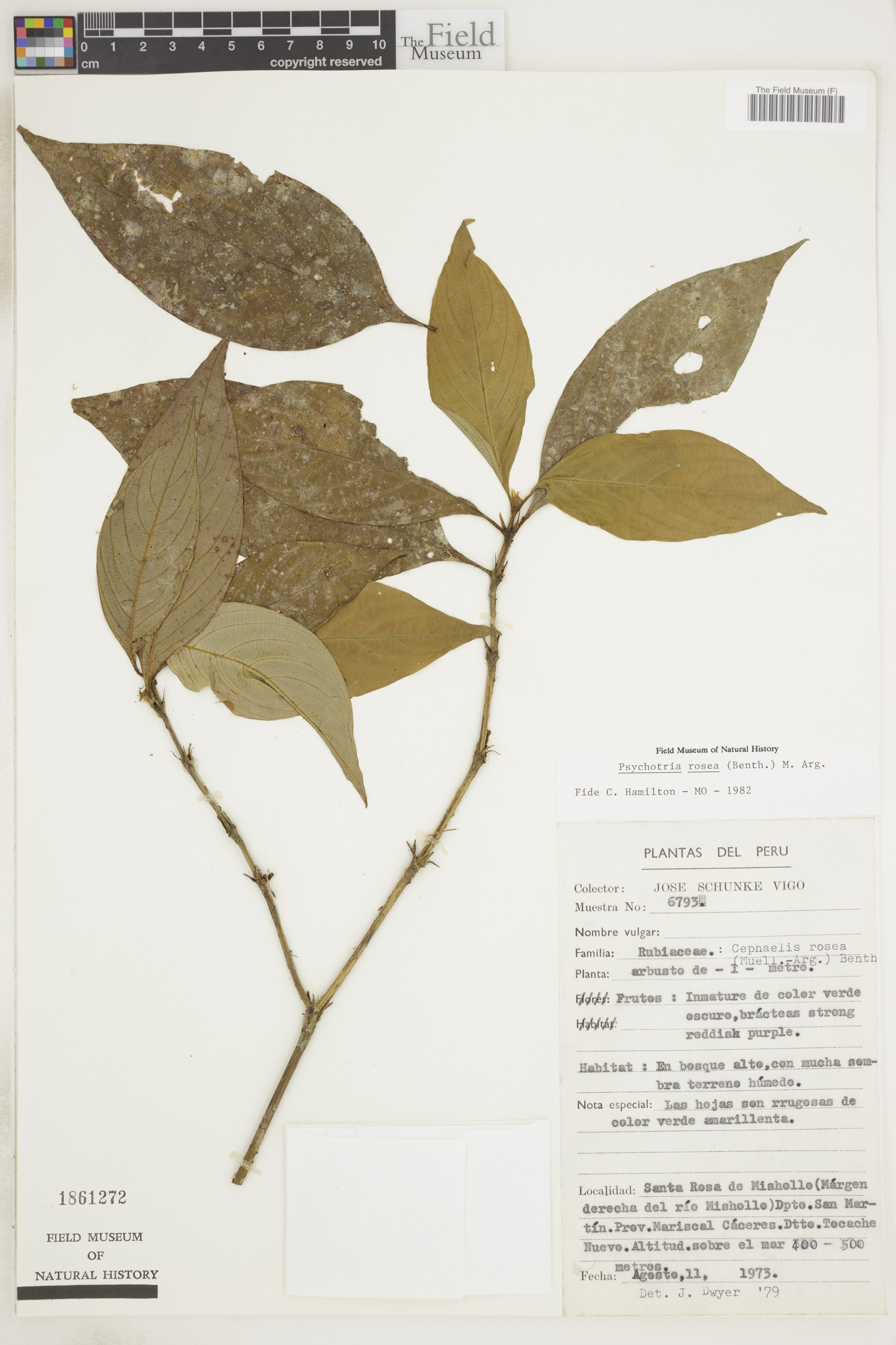 Psychotria rosea image