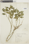 Psychotria asiatica image