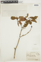 Psychotria asiatica image