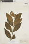 Psychotria ruelliifolia image