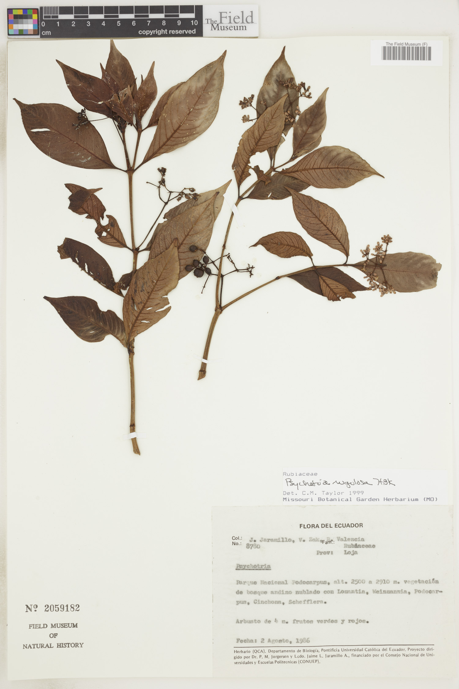 Psychotria rugulosa image