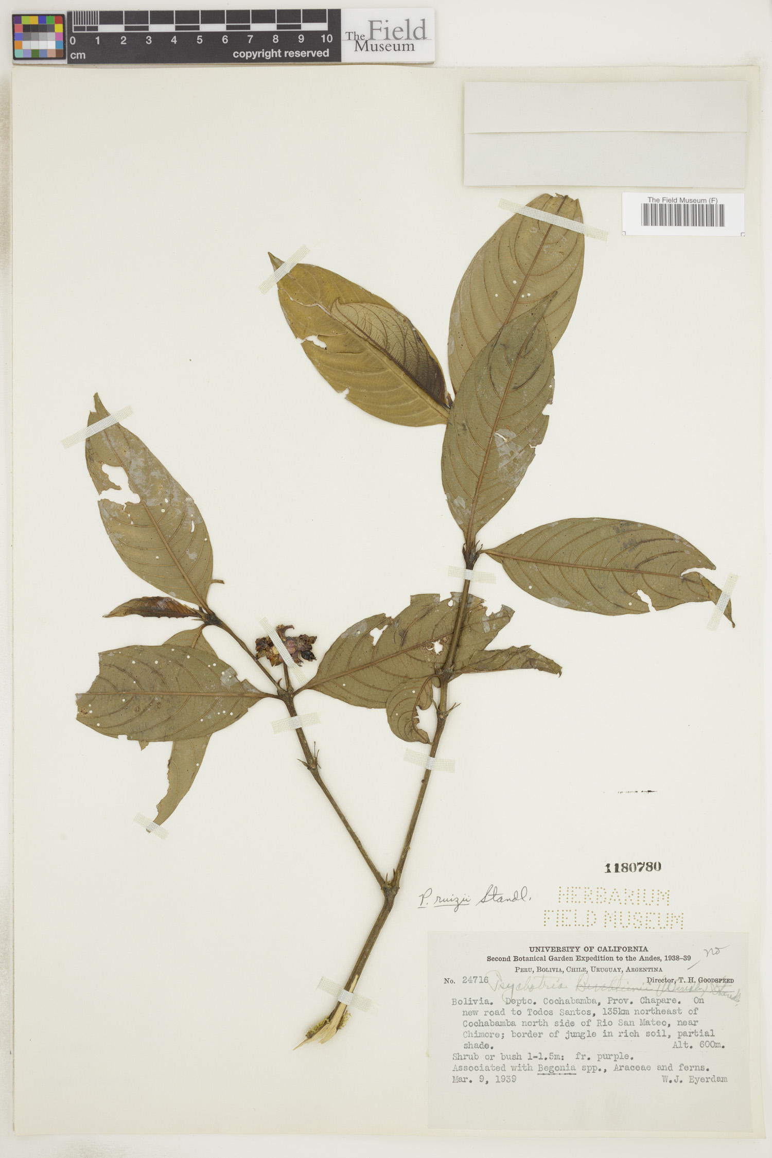 Psychotria ruizii image