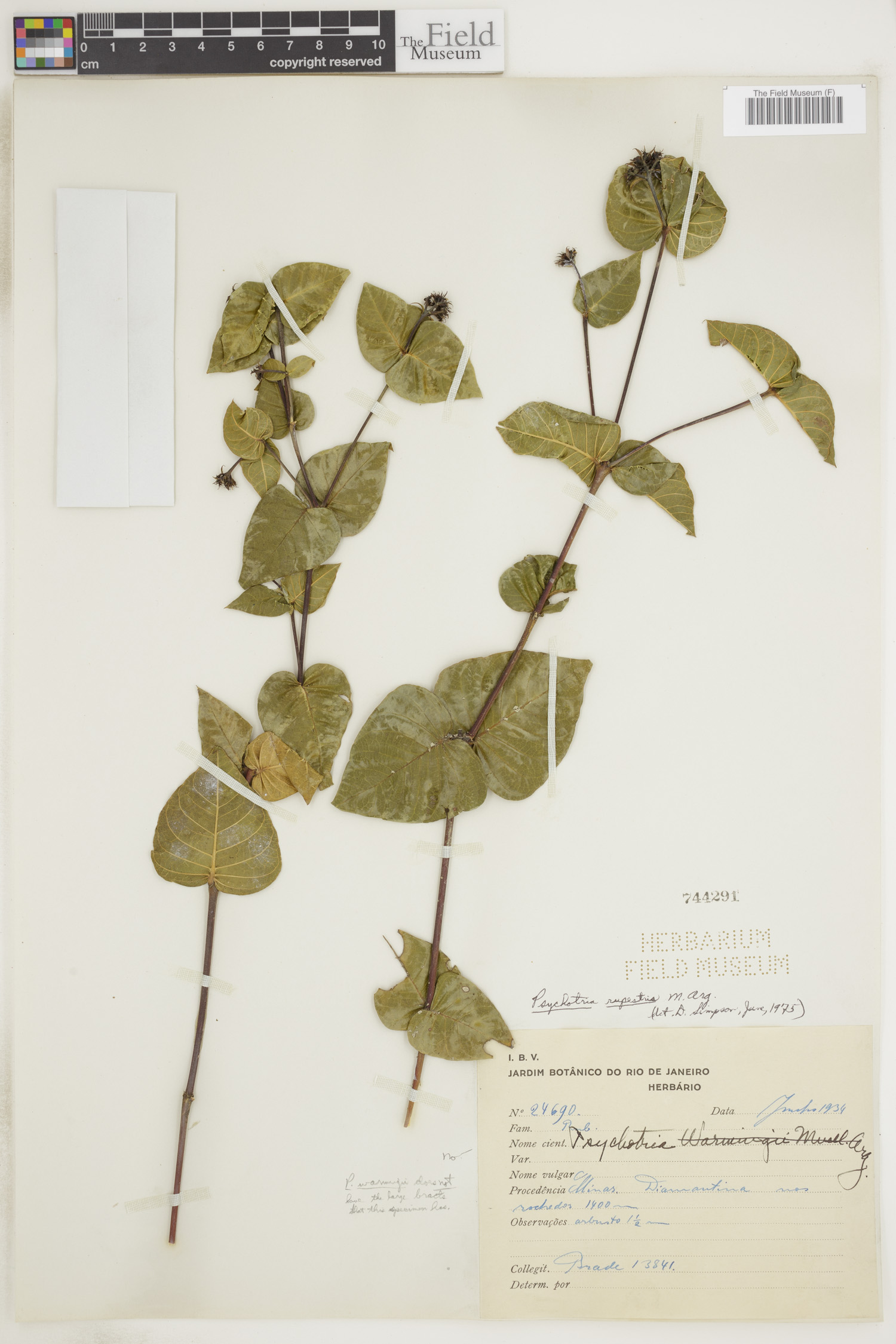 Psychotria rupestris image