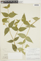 Psychotria rupestris image