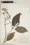 Psychotria santae-rosae image