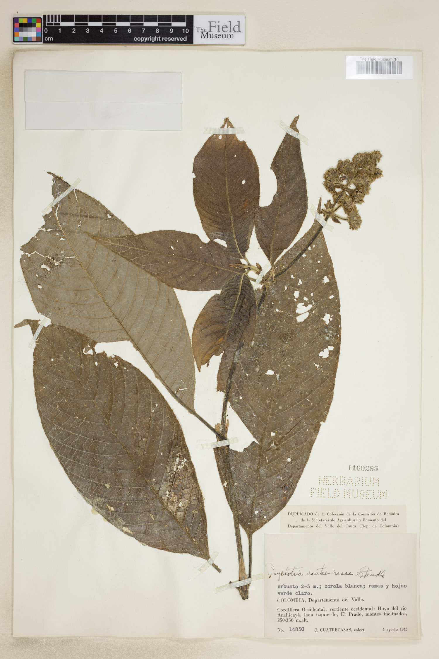 Psychotria santae-rosae image