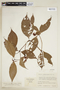 Psychotria santaremica image