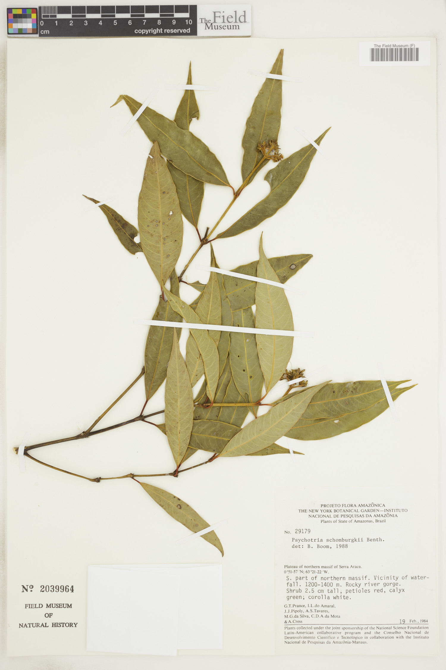 Psychotria schomburgkii image