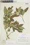 Psychotria schunkei image