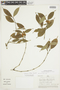 Psychotria schunkei image