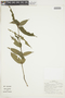 Psychotria trichophora image