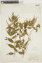 Psychotria sessilis image