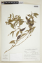 Psychotria sessilis image