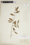 Palicourea sessilis subsp. sessilis image
