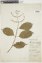 Psychotria smaragdina image