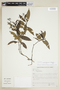 Psychotria setulifera image