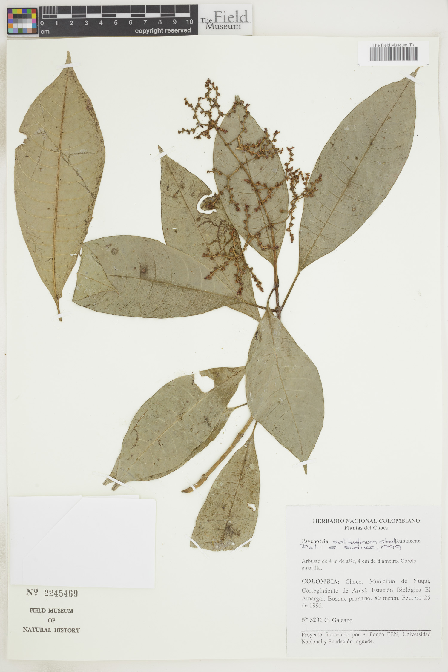 Psychotria solitudinum image