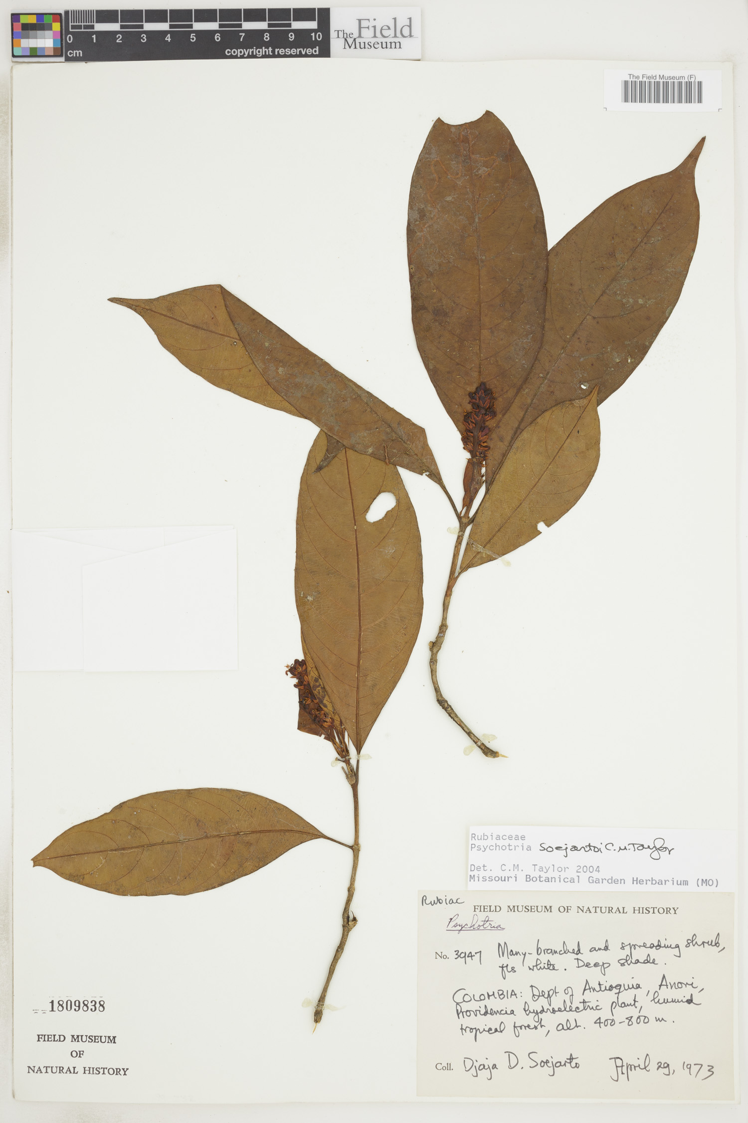 Psychotria soejartoi image