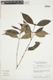 Psychotria spadicea image
