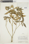 Psychotria spadicea image