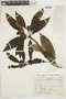 Psychotria spathicalyx image