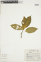 Psychotria spectabilis image