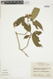Psychotria spectabilis image