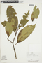 Psychotria spiciflora image