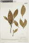 Psychotria spiciflora image