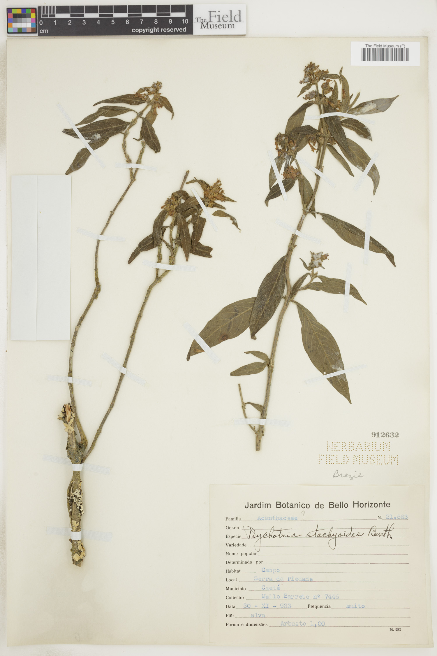 Psychotria stachyoides image