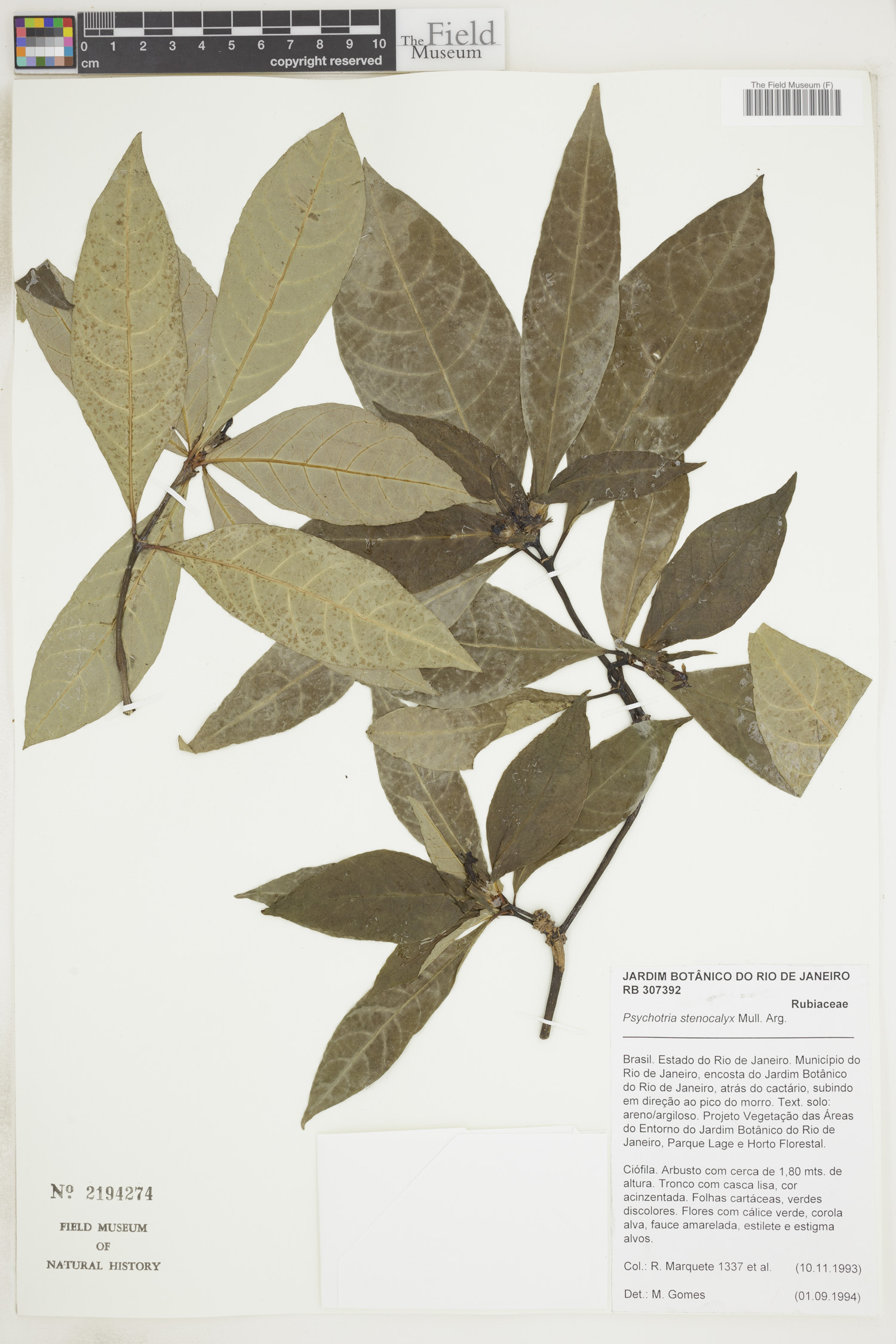 Psychotria stenocalyx image