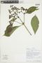 Psychotria steinbachii image