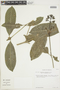 Psychotria stipulosa image