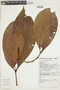 Psychotria stenostachya image