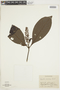 Psychotria stenostachya image