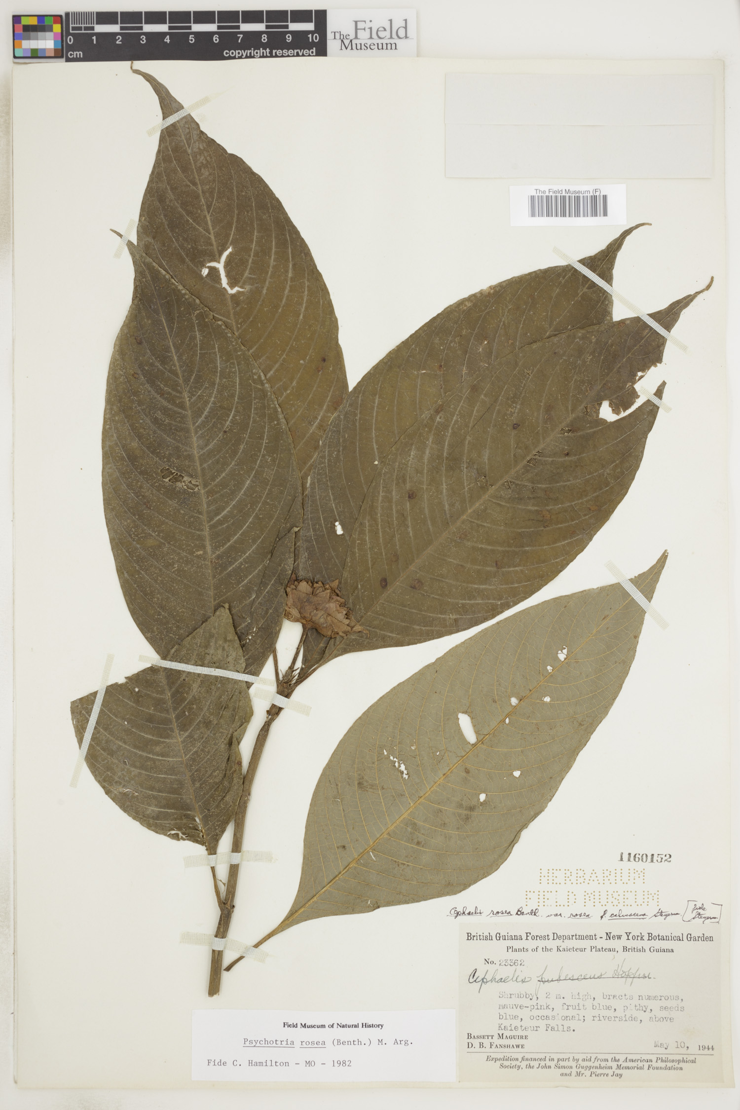 Psychotria rosea image