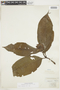 Psychotria rosea image
