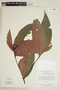 Psychotria rhodophylla image