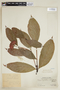 Psychotria rhodophylla image