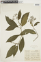 Psychotria sarmentosoides image