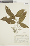 Psychotria sarmentosoides image