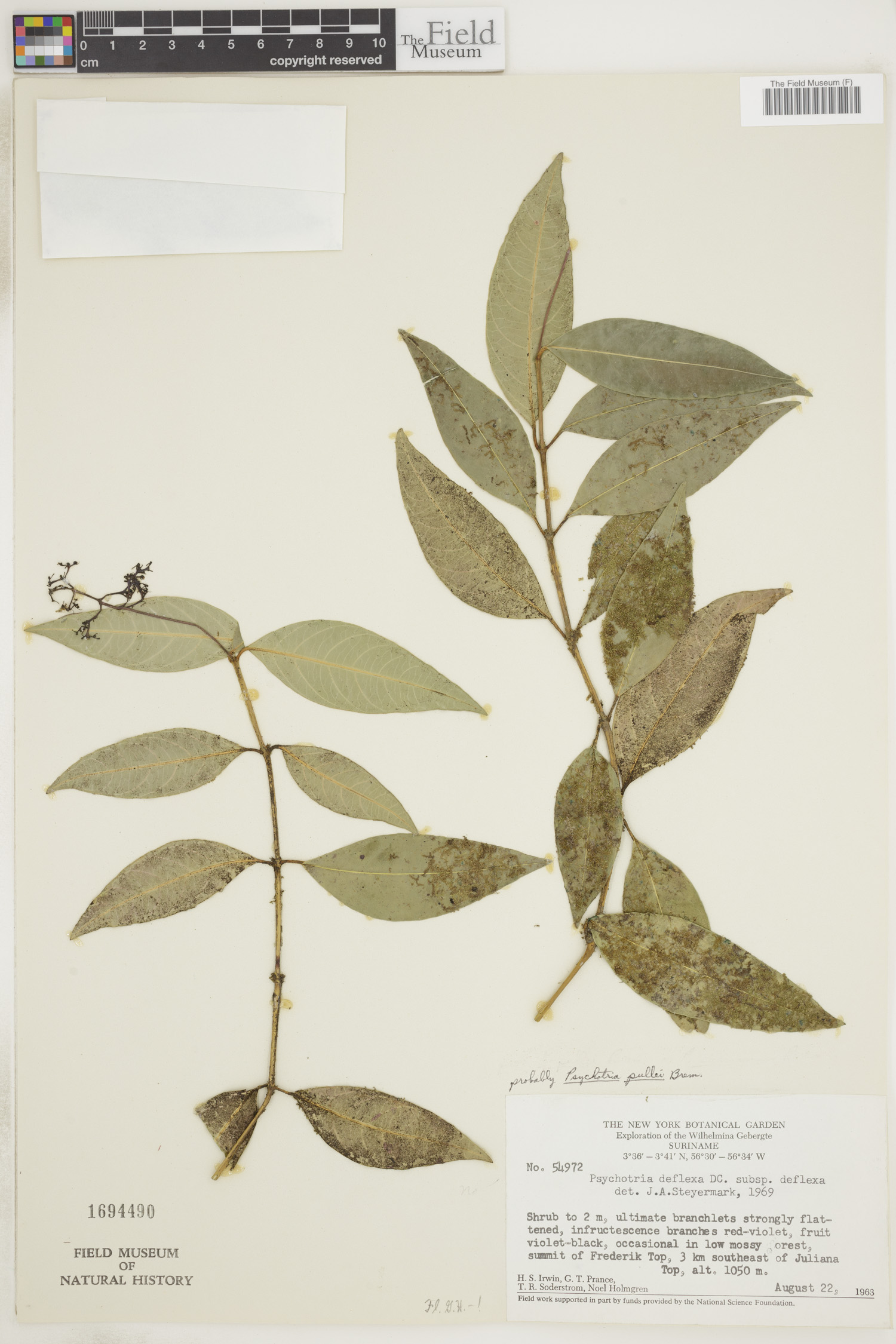 Psychotria pullei image