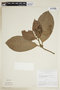 Psychotria racemosa image