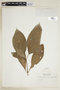 Psychotria racemosa image