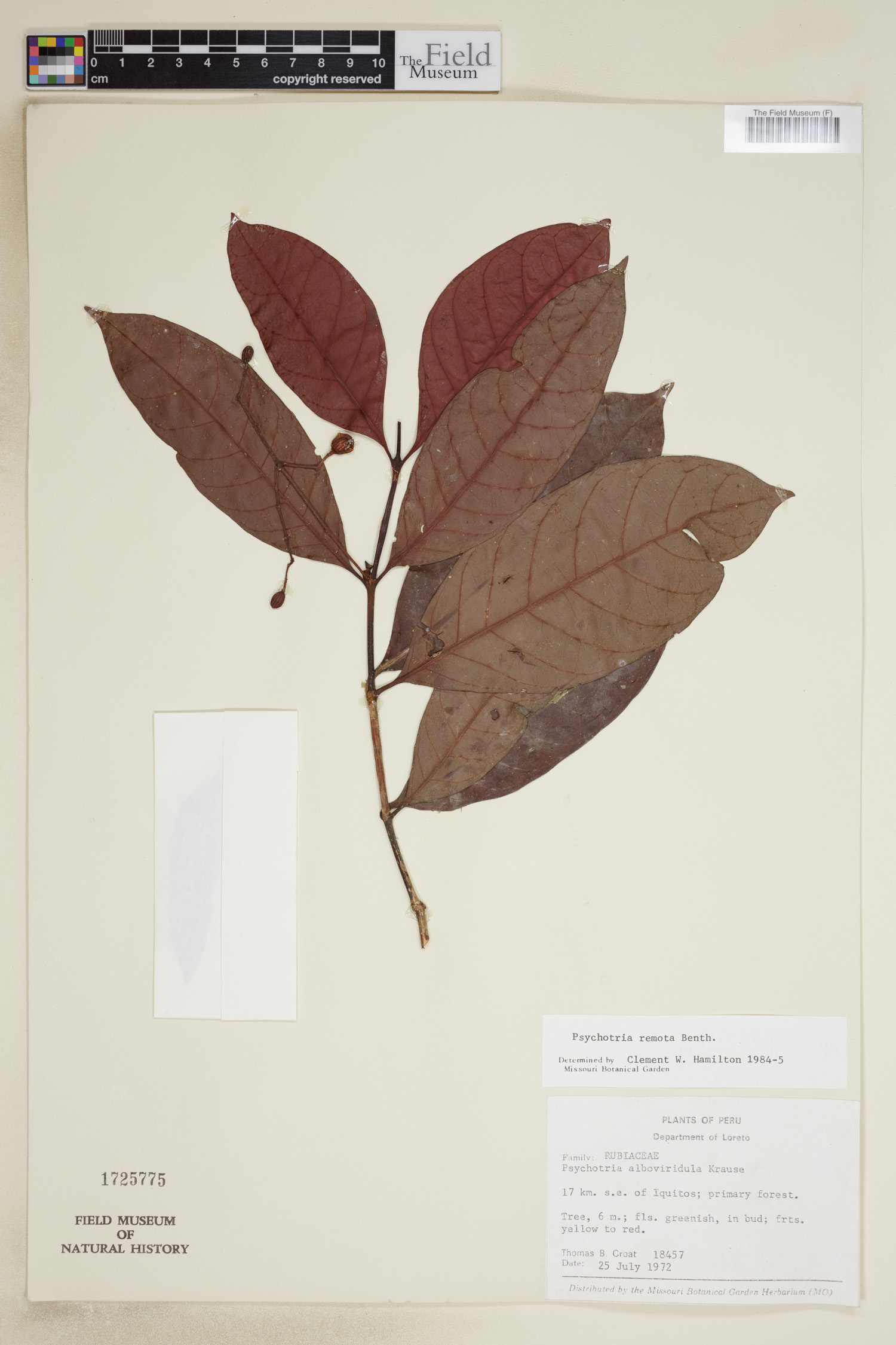 Psychotria remota image