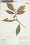 Psychotria remota image